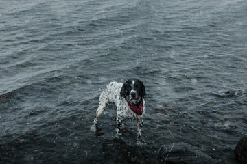 Sad dog in the water