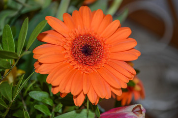 *orange schöne Blume*