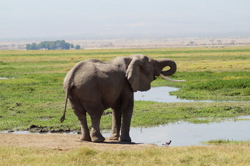 elephant at Kilimanjaro
