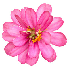 Beautiful pink zinnia on white background. Including clipping path.