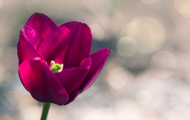 Fototapeta premium Pretty tulip flowers close up in spring garden.