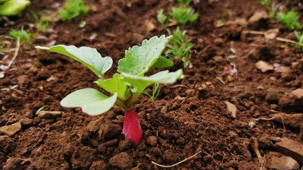Culture de radis au jardin - jardinière récolte de légume