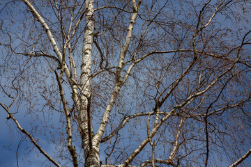 Spreading crown of birch without leaves against the blue of a stormy sky. The concept of anxiety, tragedy, and renewal