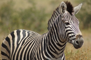 Fototapeta na wymiar zebra on safari