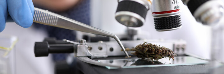 Close-up view of dry marijuana under microscope investigation. Female chemist working with tweezer. Innovation medical technologies and laboratory concept