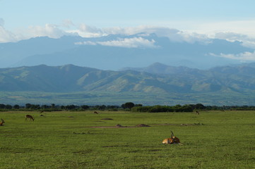 Fototapeta na wymiar safari in Uganda