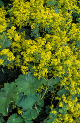 Manteau de Notre Dame, Alchemille, Alchemilla mollis