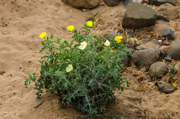 Argémone mexicaine, Argemone mexicana