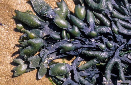 Fucus vesicolus , Algue , varech, Fucus v&eacute;siculeux