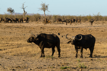 Buffle d'Afrique, Syncerus caffer, Parc national Kruger, Afrique du Sud