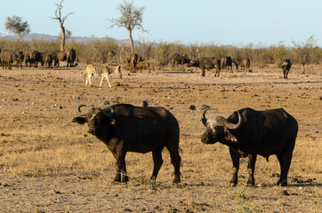 Buffle d'Afrique, Syncerus caffer, Parc national Kruger, Afrique du Sud