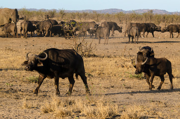 Buffle d'Afrique, Syncerus caffer, Parc national Kruger, Afrique du Sud