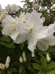 white flower with water drops