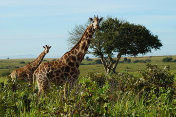 giraffe in the wild