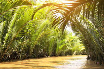 Palm leaves in the delta of Mekong river, Vietnam - obrazy, fototapety, plakaty