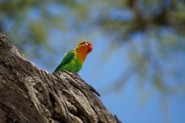 red and green parrot