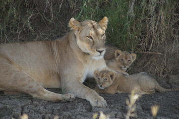 Obraz na płótnie Canvas lioness and cubs