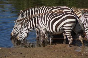 Fototapeta na wymiar two zebras drinking water