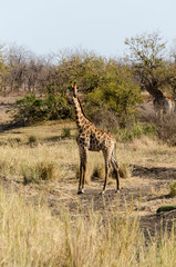 Girafe, Giraffa Camelopardalis, Parc national Kruger, Afrique du Sud