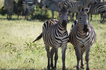 zebra in the savannah