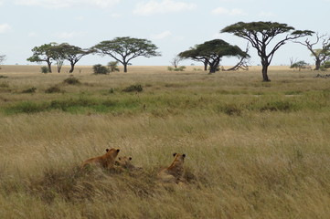 Naklejka na ściany i meble group of lions in the savannah