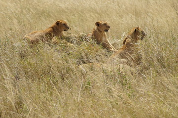 lion and lioness in serengeti