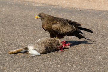 Milan noir, .Milvus migrans, Black Kite