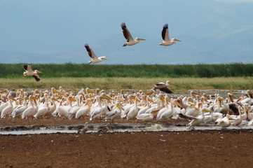 pelicans in flight