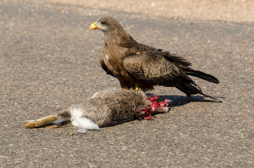 Milan noir, .Milvus migrans, Black Kite