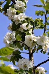 apple tree flowers