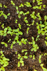 Small seedlings of lettuce in the clay.