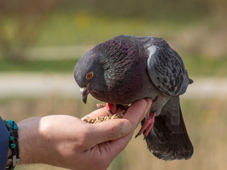 gołąb  © Henryk Olszewski