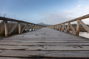 Fototapeta premium woodpath