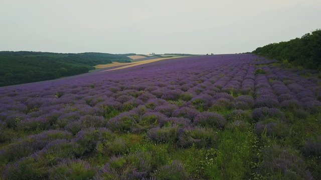 AERIAL 4K: Flight over Lavender Field. Sunset or sunrise aerial landscape of endless sunlit lavender fields.