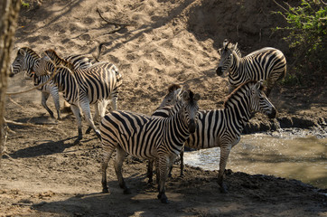 Naklejka na ściany i meble Zèbre de Burchell, Equus quagga, Parc national Kruger, Afrique du Sud