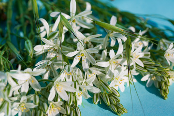Ornithogalum, wild flowers on blue background. Shallow depth of field.