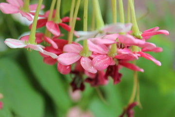 flower, pink, nature, plant, flowers, spring, blossom, garden, green, bloom, flora, beauty, petal, macro, floral, beautiful, purple, tree, closeup, summer, leaf, wild, red, botany, blooming