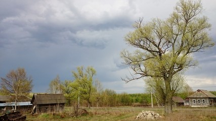 from the series rural landscapes old houses and trees with the first green on the background of gray-blue sky and grass