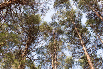 tall pine trees in the forest