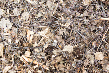 roots of old trees as background