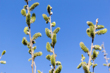 willow flowers on a background of blue sky