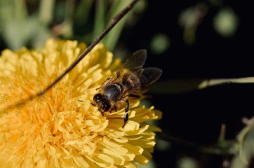 bee on a flower