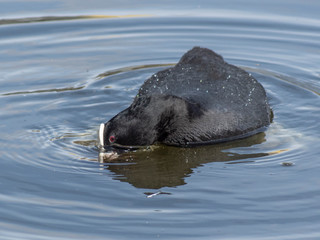 Fototapeta premium łyska