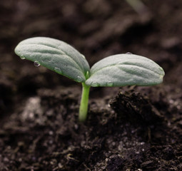 young cucumber sprout in the ground