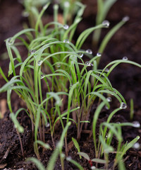 young dill sprouts in the ground