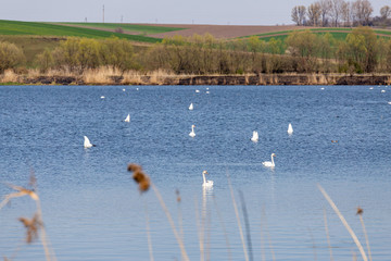 swans on the lake