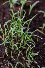 young dill sprouts in the ground