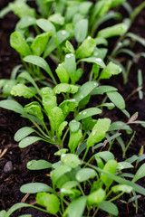 young sprouts greens cress salad