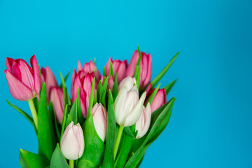 Spring seasonal flowers tulips on a plain background