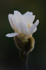 Fototapeta premium close up of a white magnolia flower 